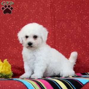 Salmon, Bichon Frise Puppy